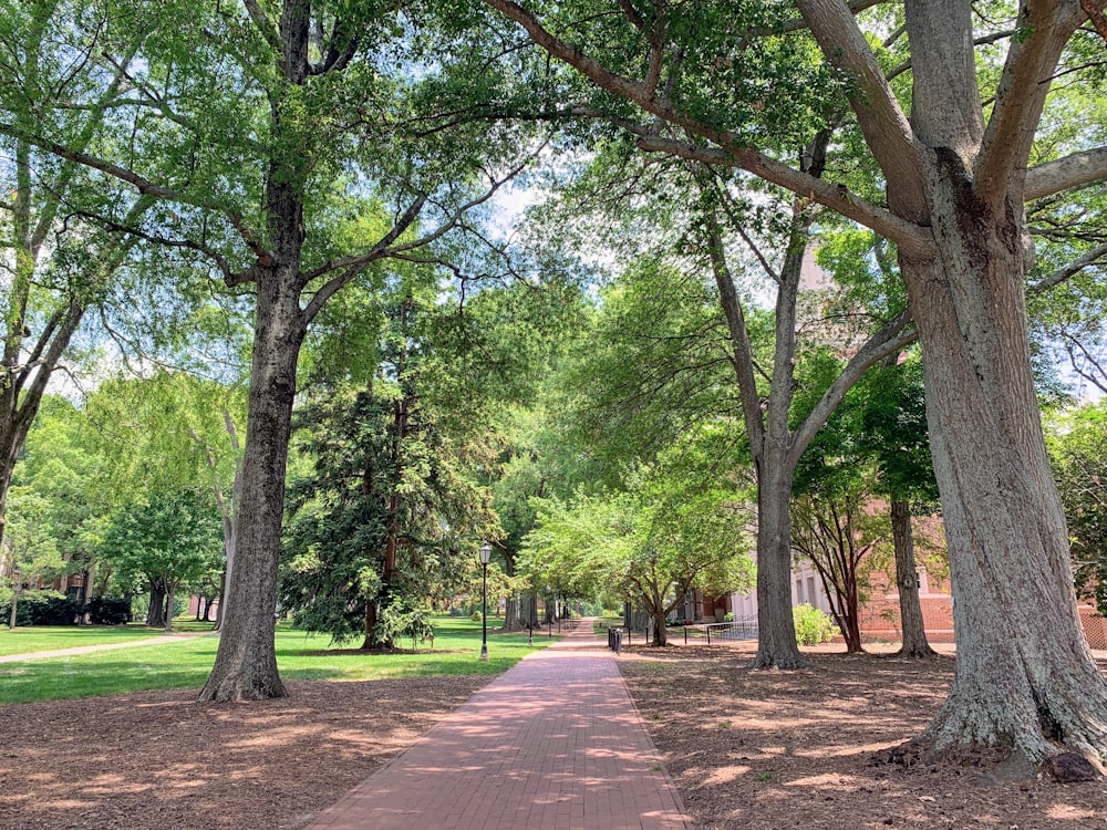 green trees besides concrete pathways