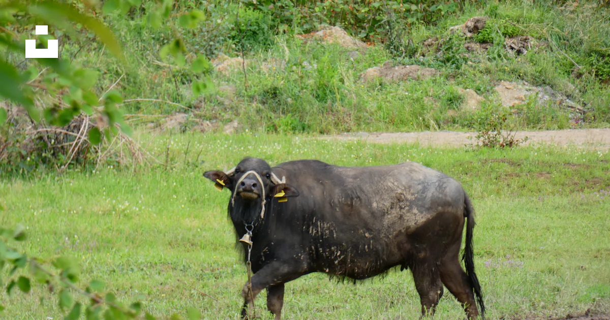 Code Cow Walking Black coated cow walking on grass field photo – Free Animal Image on ...