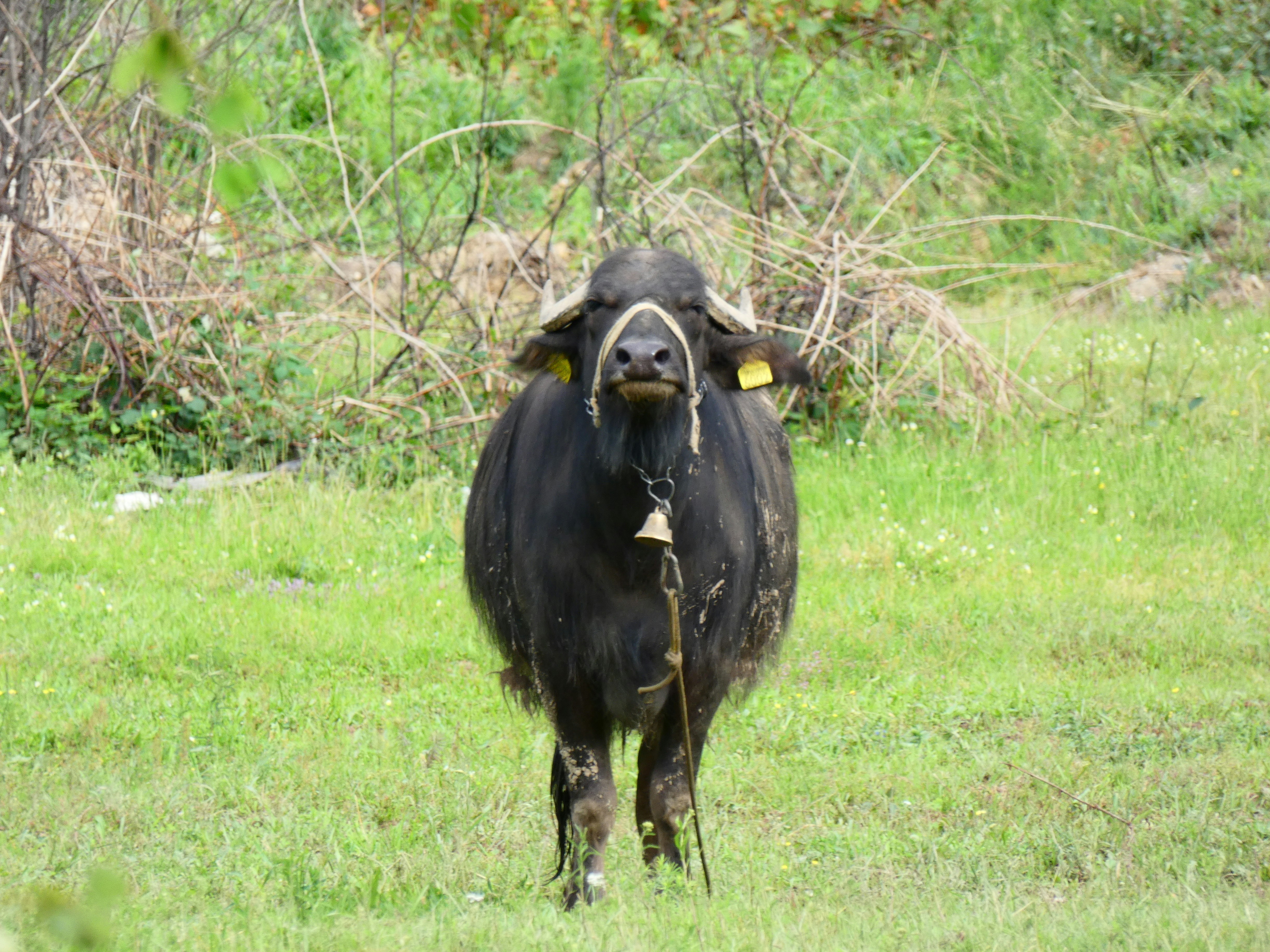 Black Water Buffalo Photo Free Grey Image On Unsplash