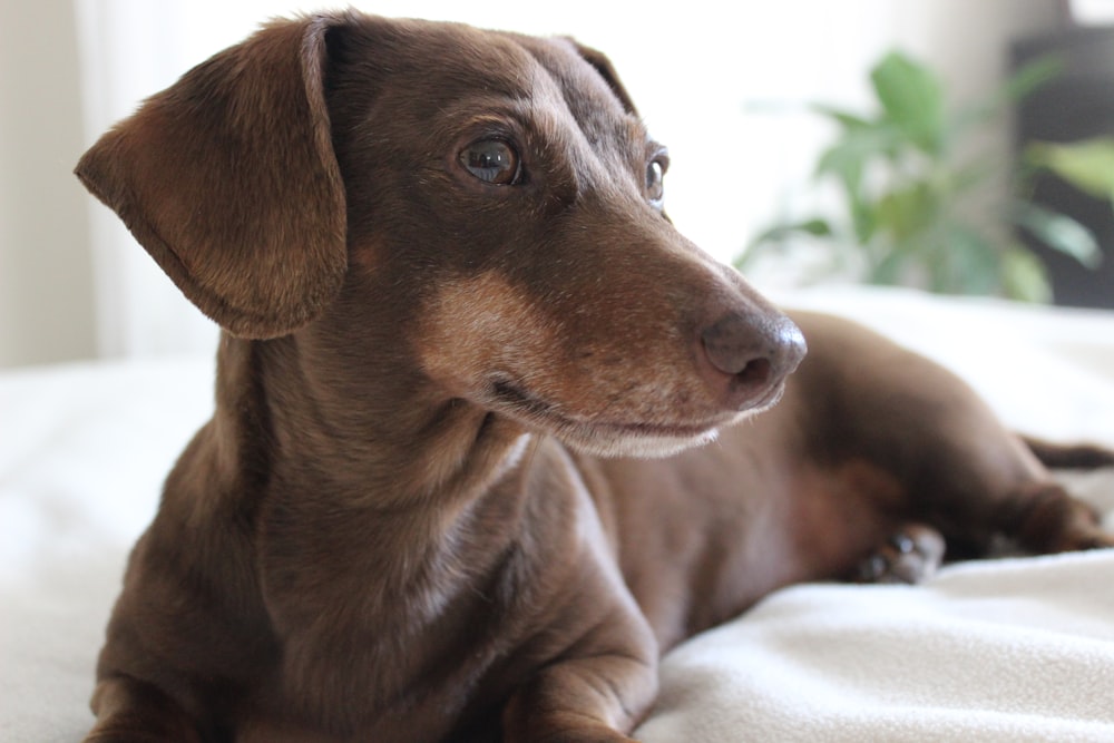 adult red dachshund