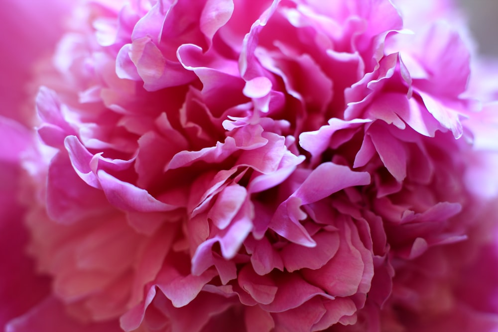 pink-petaled flower