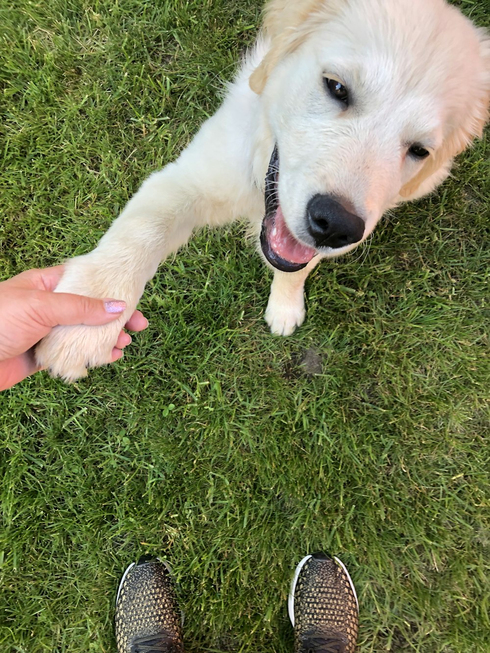 white puppy