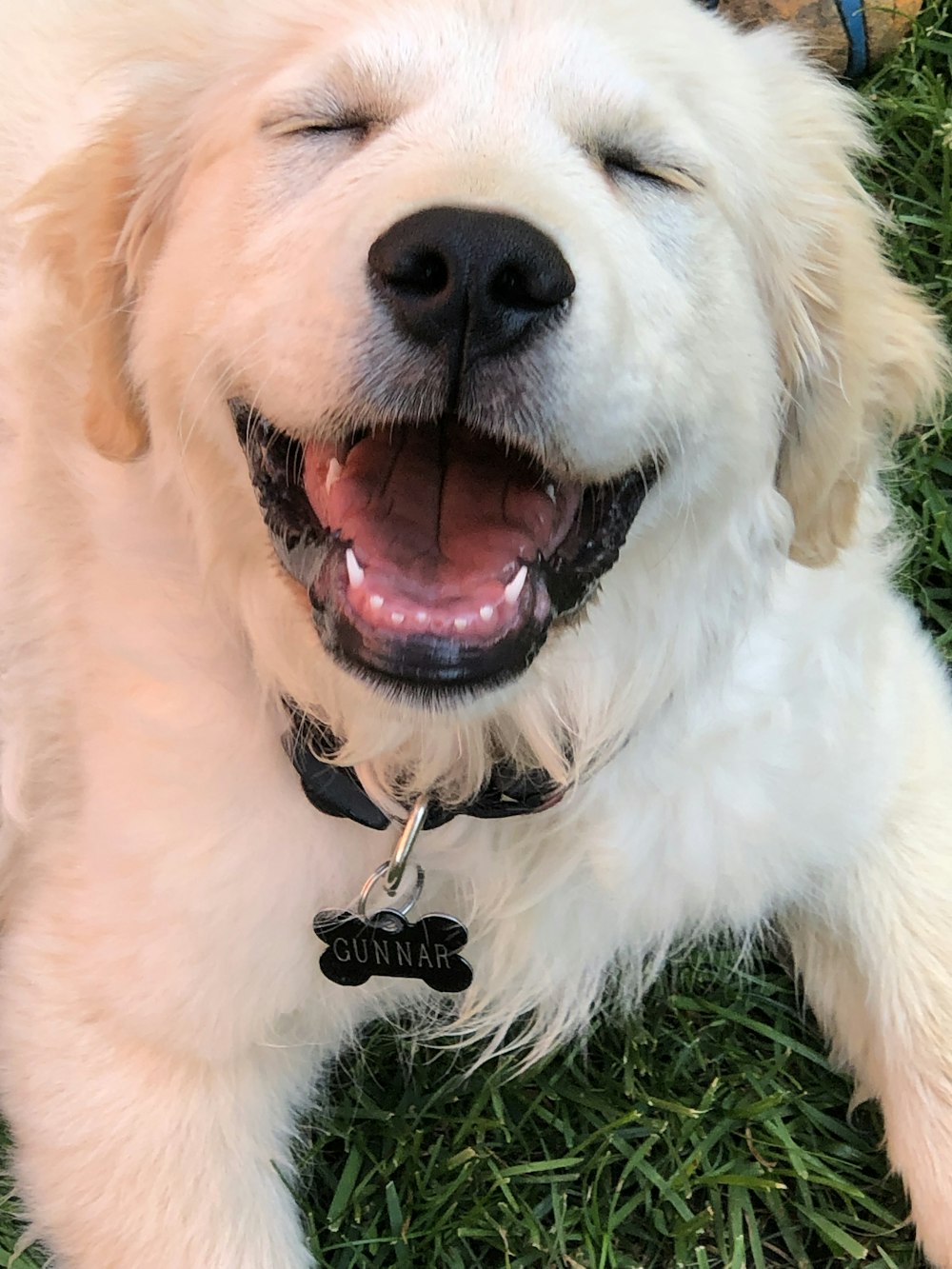 long-coated white dog