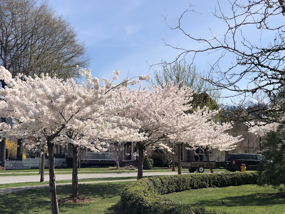 white-petaled flower trees at park