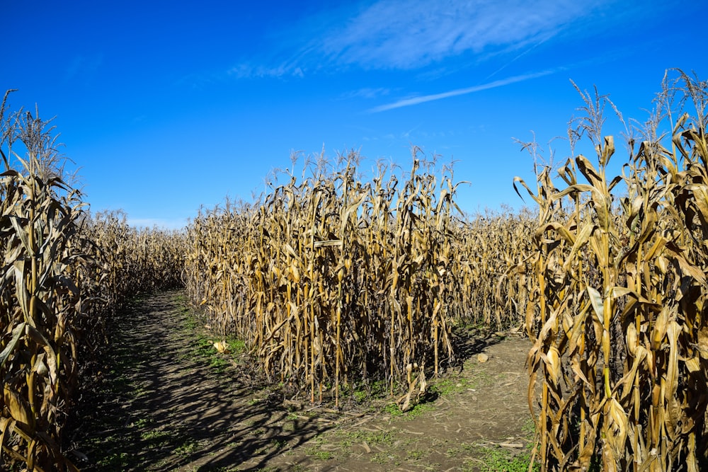 dried corn plant