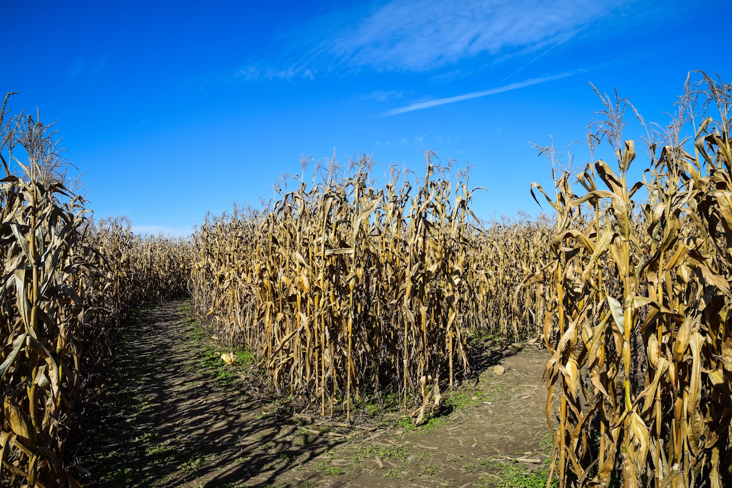 Local farm’s 30th anniversary corn maze honors QB Josh Allen