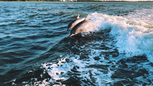 Vagabond Lowcountry Lunch w/ Dolphins