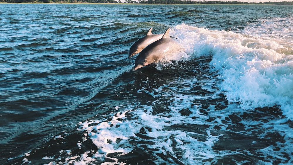 gray dolphins