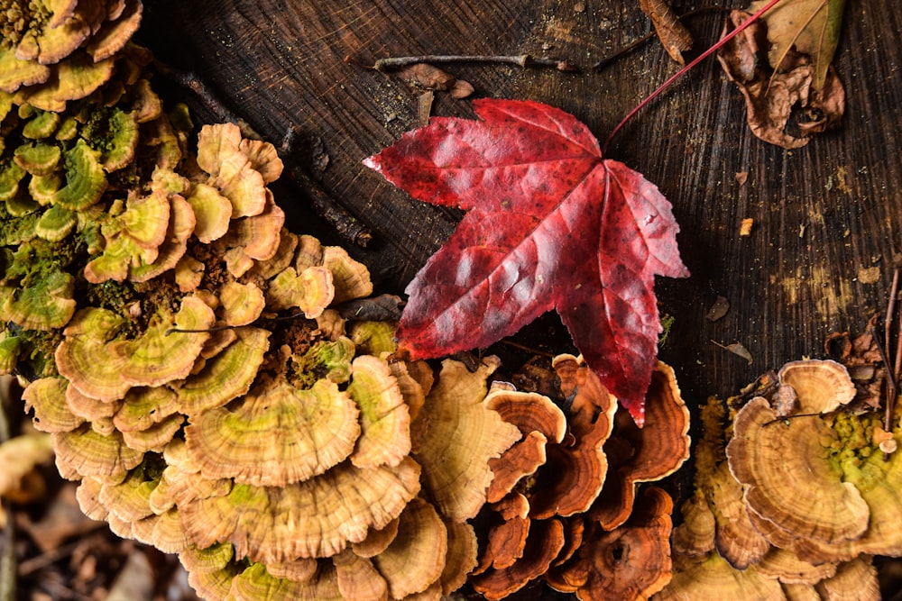 red leaf