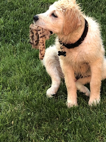 A fluffy, wet puppy with a black collar around its neck sits on grass while holding a plush toy in its mouth. The puppy appears playful and content.