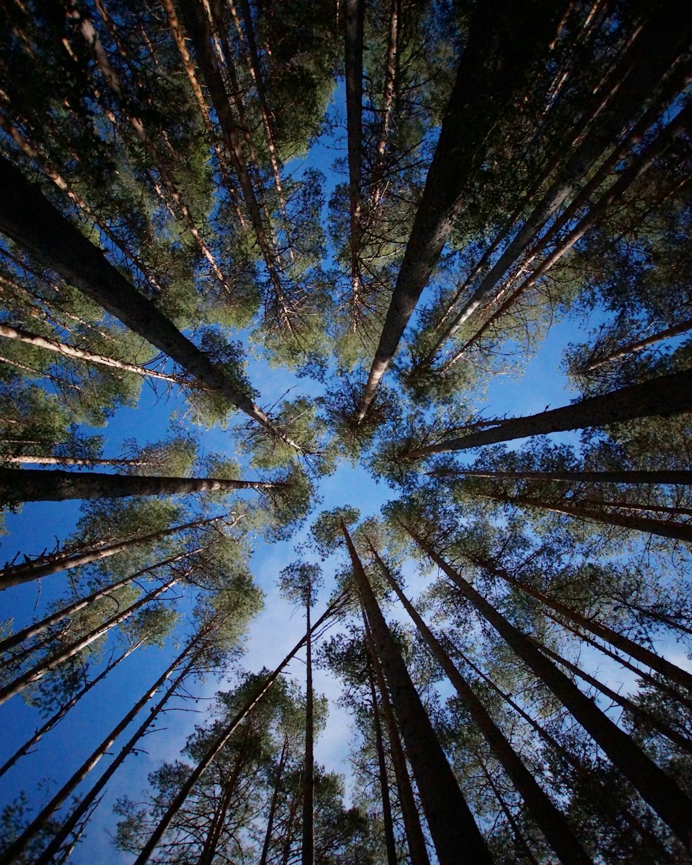 trees during daytime