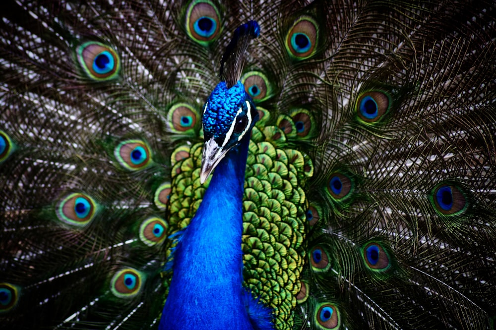 blue peacock