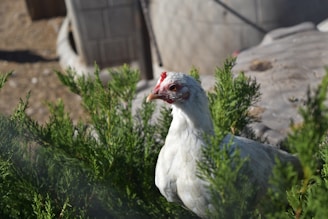 A white chicken standing among green bushes with a blurred background. The chicken's red comb and white feathers are prominent.
