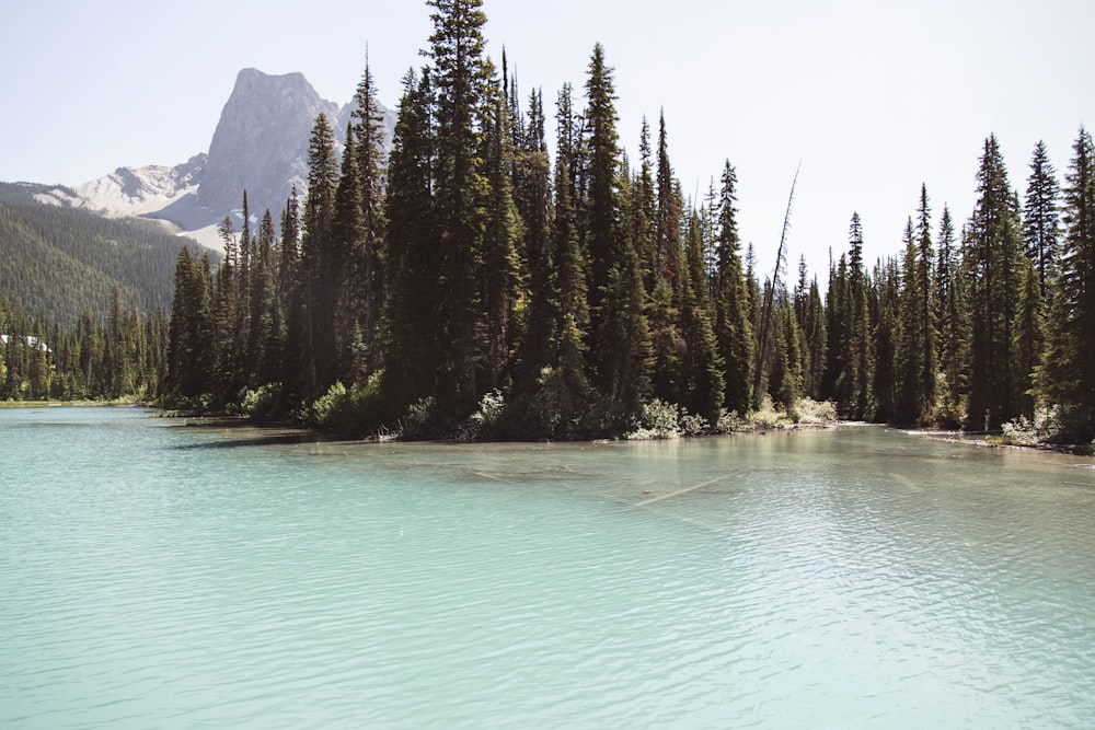 rivière entourée d’arbres