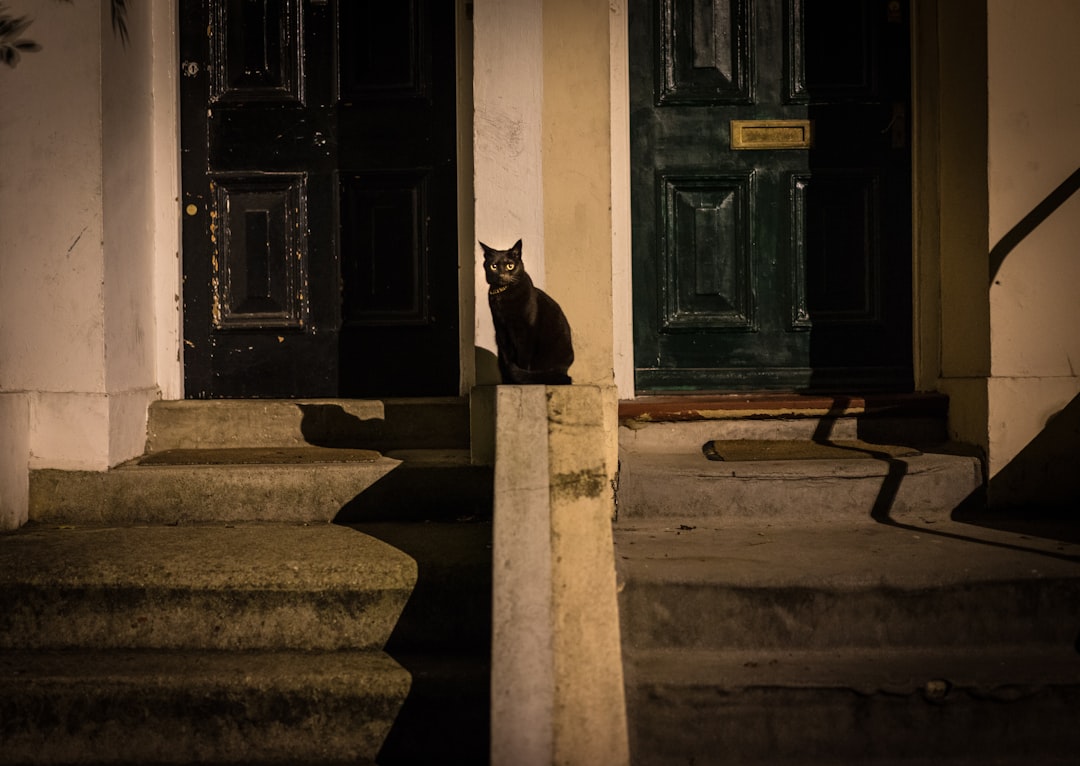 black coated cat standing on stairs