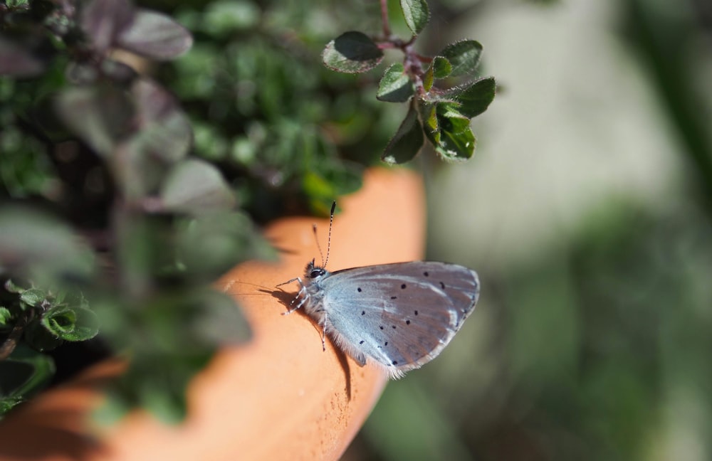 selective focus photography of gray butterfly during daytime