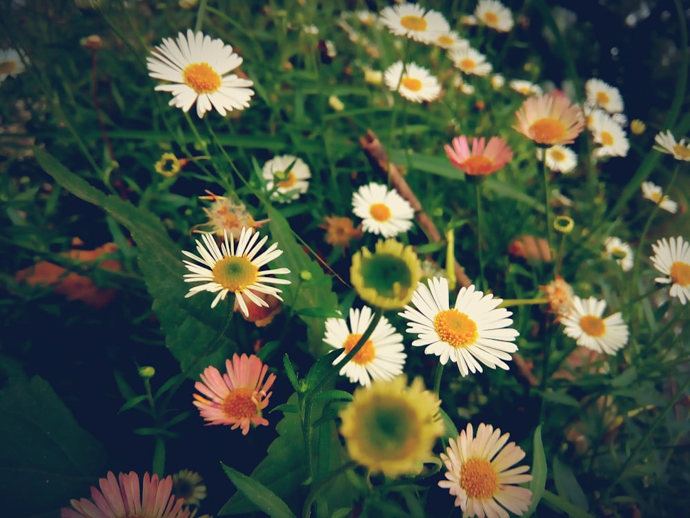 Fotografia a fuoco selettivo di fiori dai petali bianchi e rosa