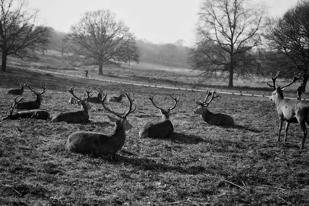 grayscale photography of group of deer
