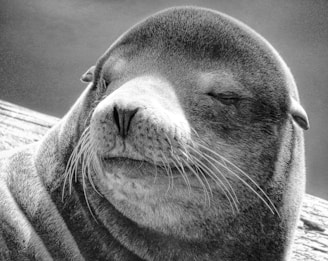 grayscale photo of a seal