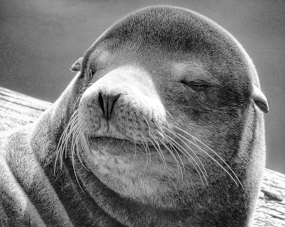 grayscale photo of a seal