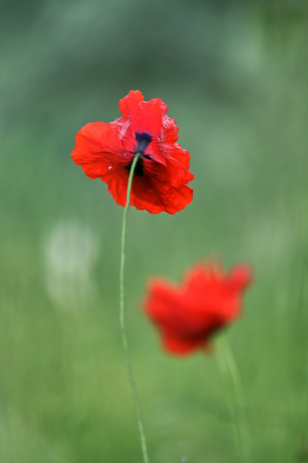closeup photography of red poppy flower