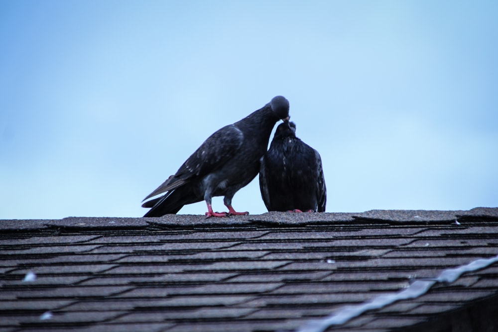 two black pigeons