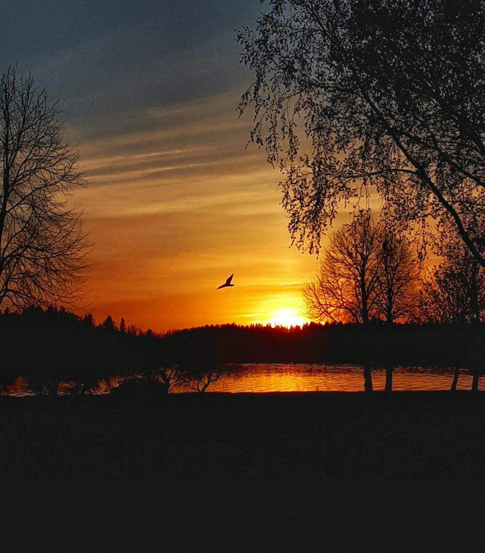 silhouette photography of bird