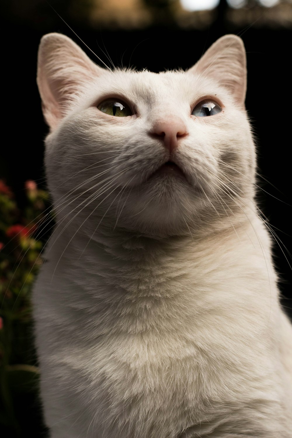 white cat