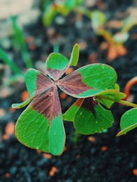 A close-up of a plant with a four-leaf clover featuring vibrant green leaves with patches of brown. The background is composed of blurred soil and additional greenery, creating a natural and earthy setting.