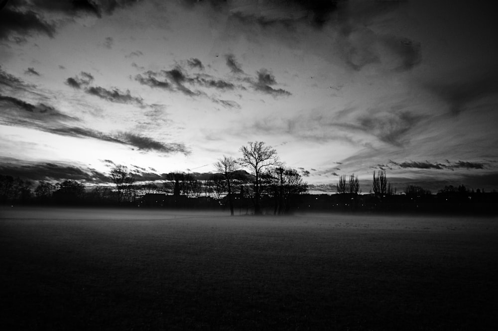 grayscale photography of withered trees