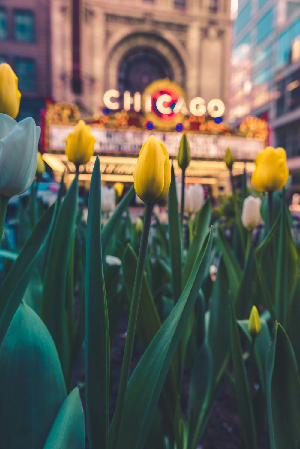 yellow tulip flowers across Chicago sign