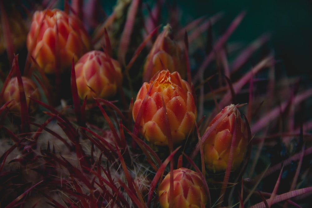 red-petaled flower