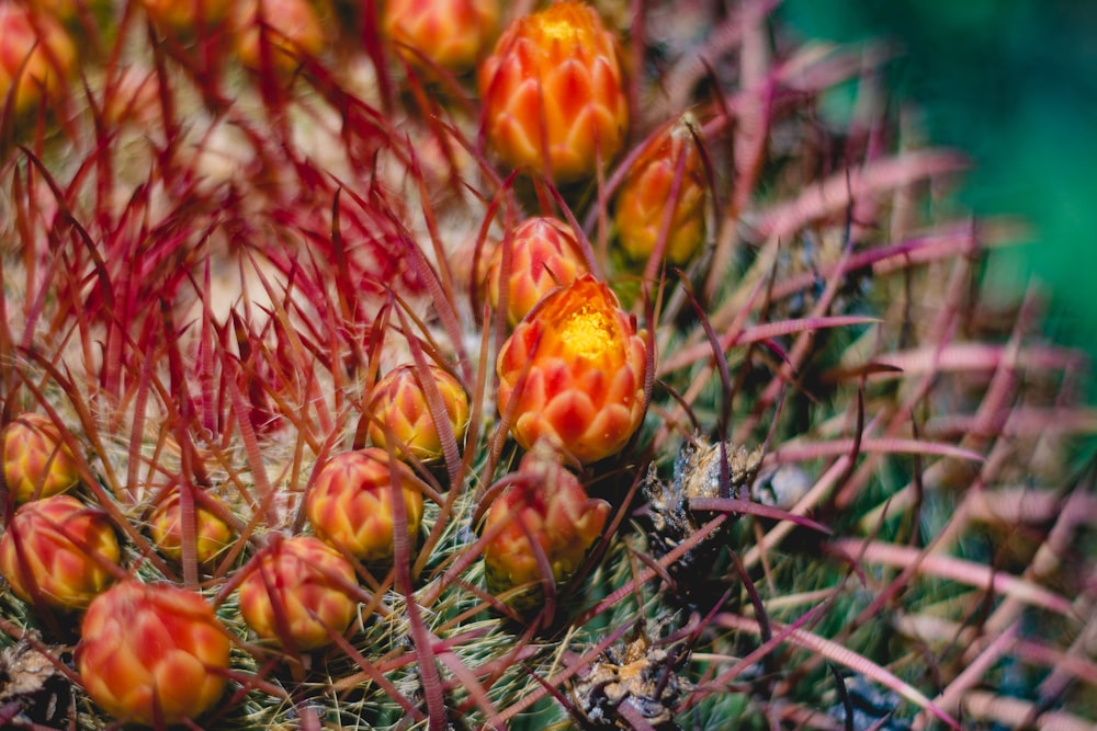 orange and red dragon flower