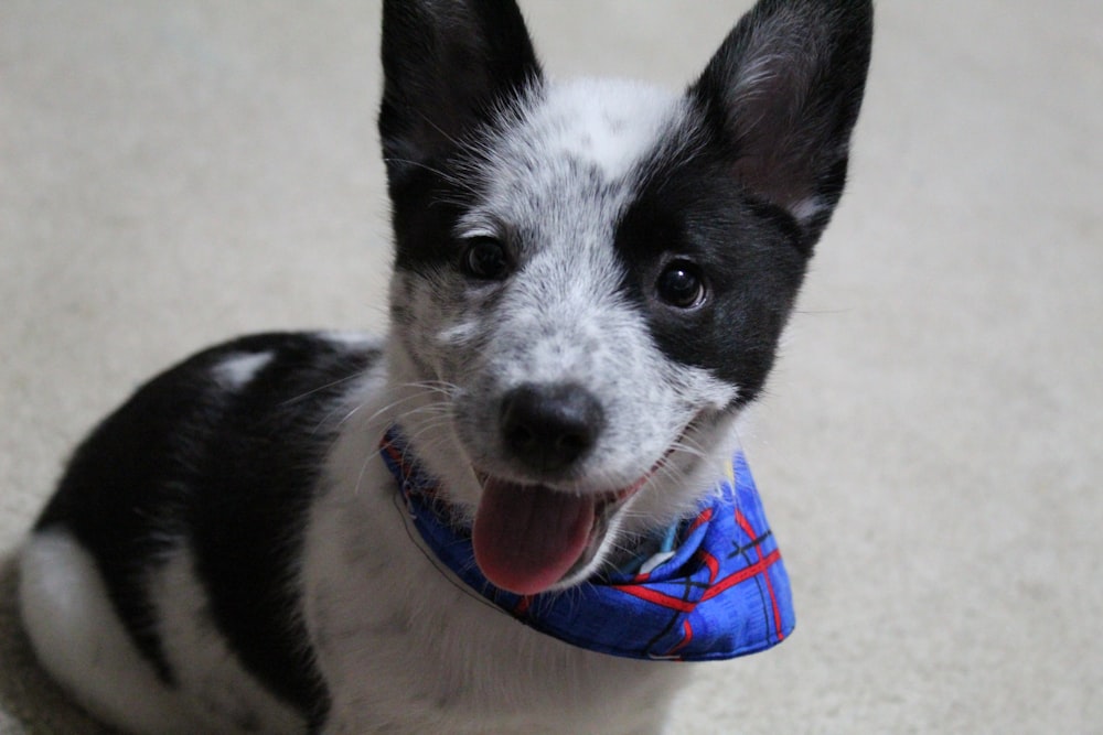 short-coated white and black puppy