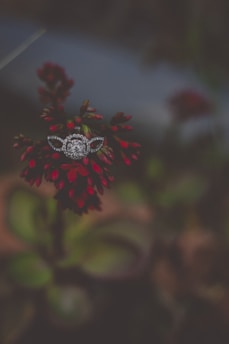 A diamond-encrusted ring prominently placed on a plant with dark red flowers and green leaves, set against a blurred background.