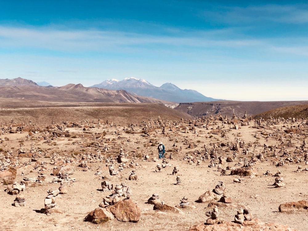 brown field during daytime