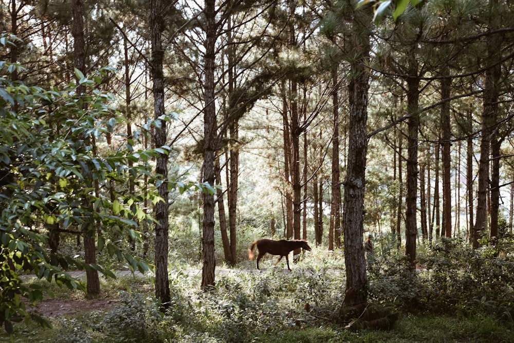 black horse in forest