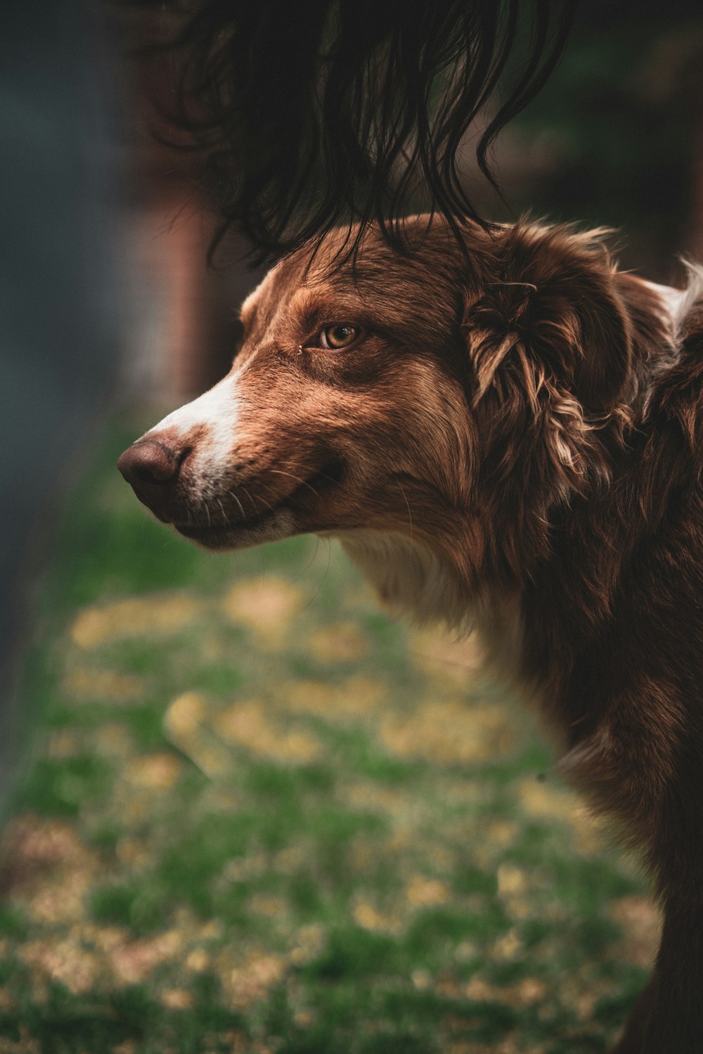 Collie adulto de color canela y borde blanco