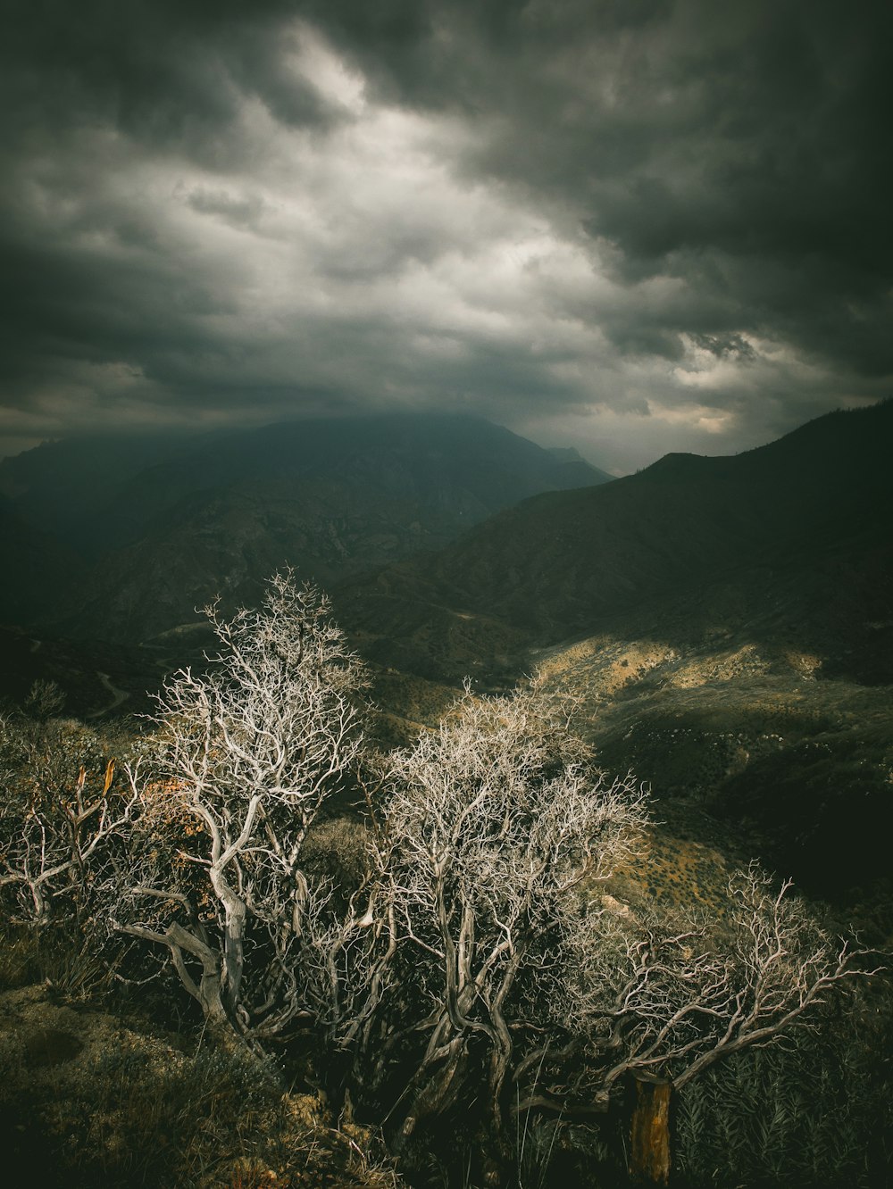 brown tree across dark clouds photo