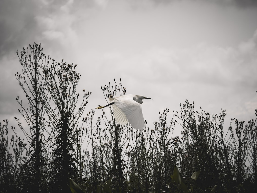 white bird above ground