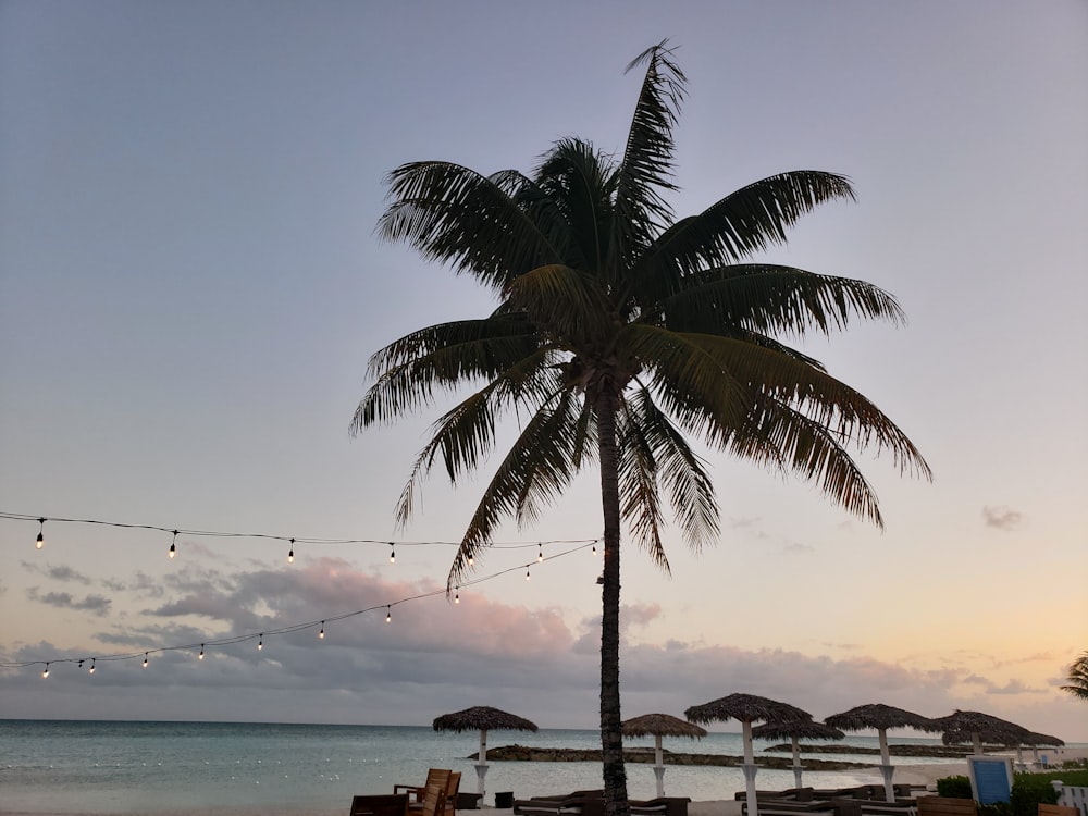 green coconut palm tree