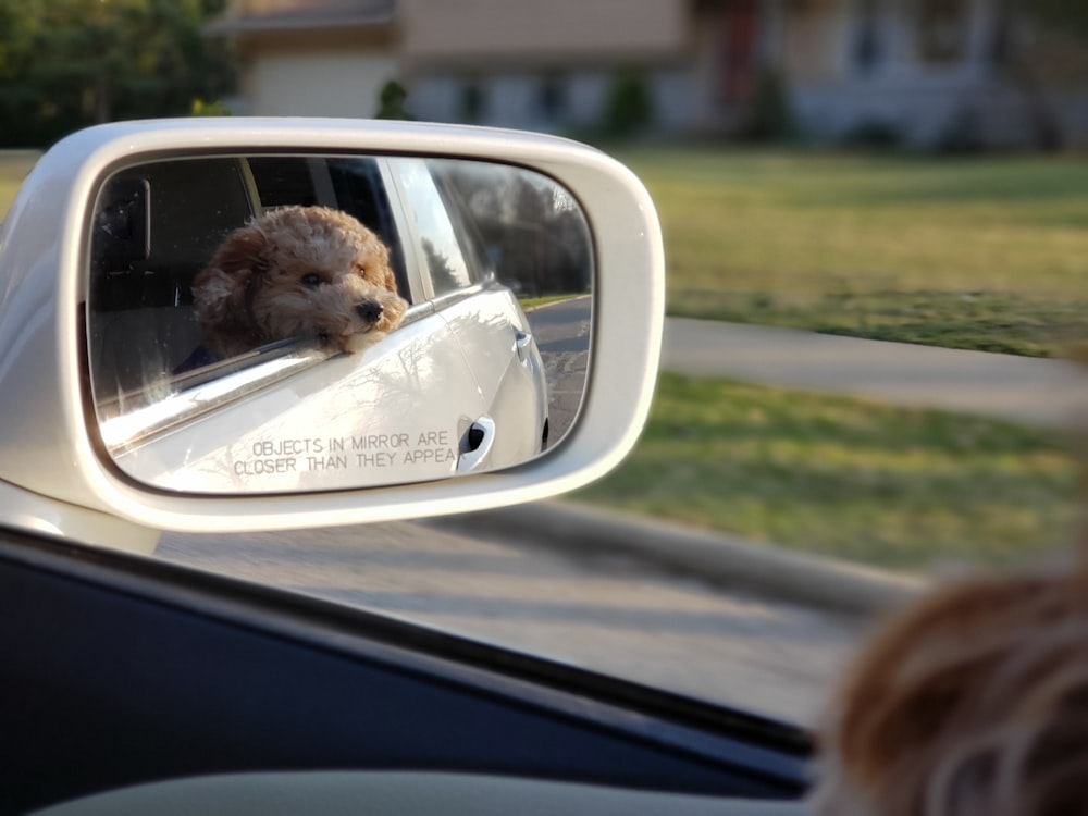 chien brun à l’intérieur de la voiture