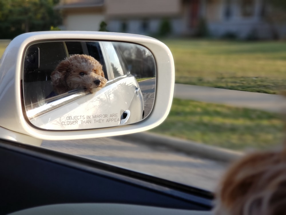 brown dog inside car