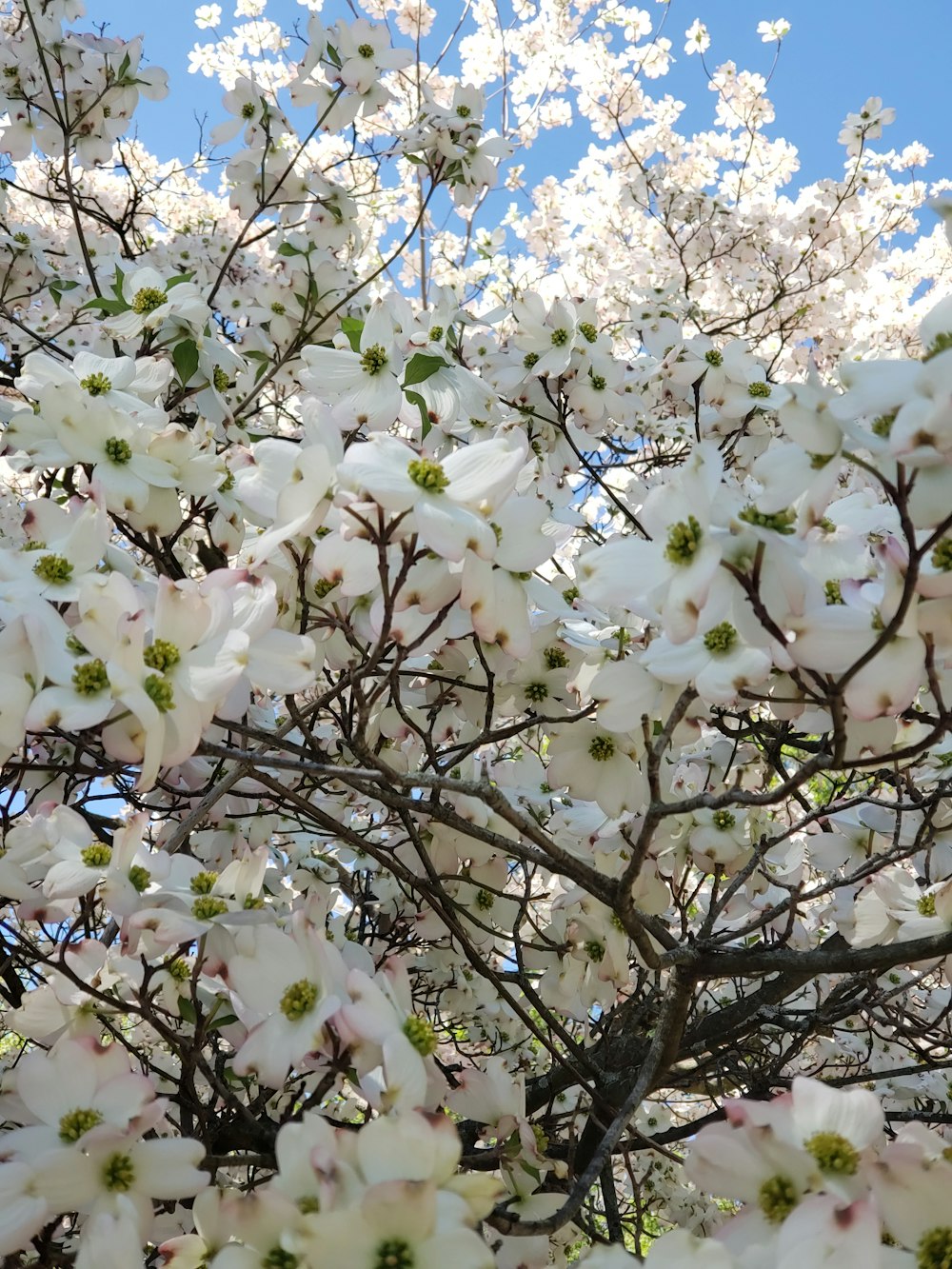 white flowers