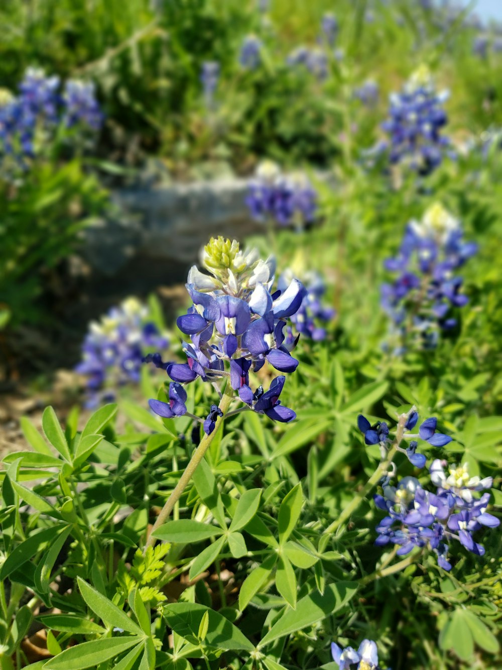 purple flowers focus photography