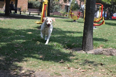 A happy dog playing fetch in a sunny park.