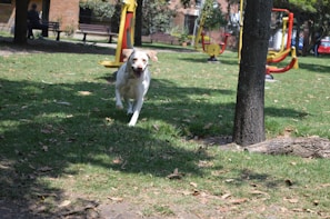 A happy dog playing in a sunny park.