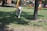 A happy dog playing in a sunny park with a pet hotel in the background.