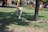 A happy dog playing in a sunny park with a pet hotel in the background.