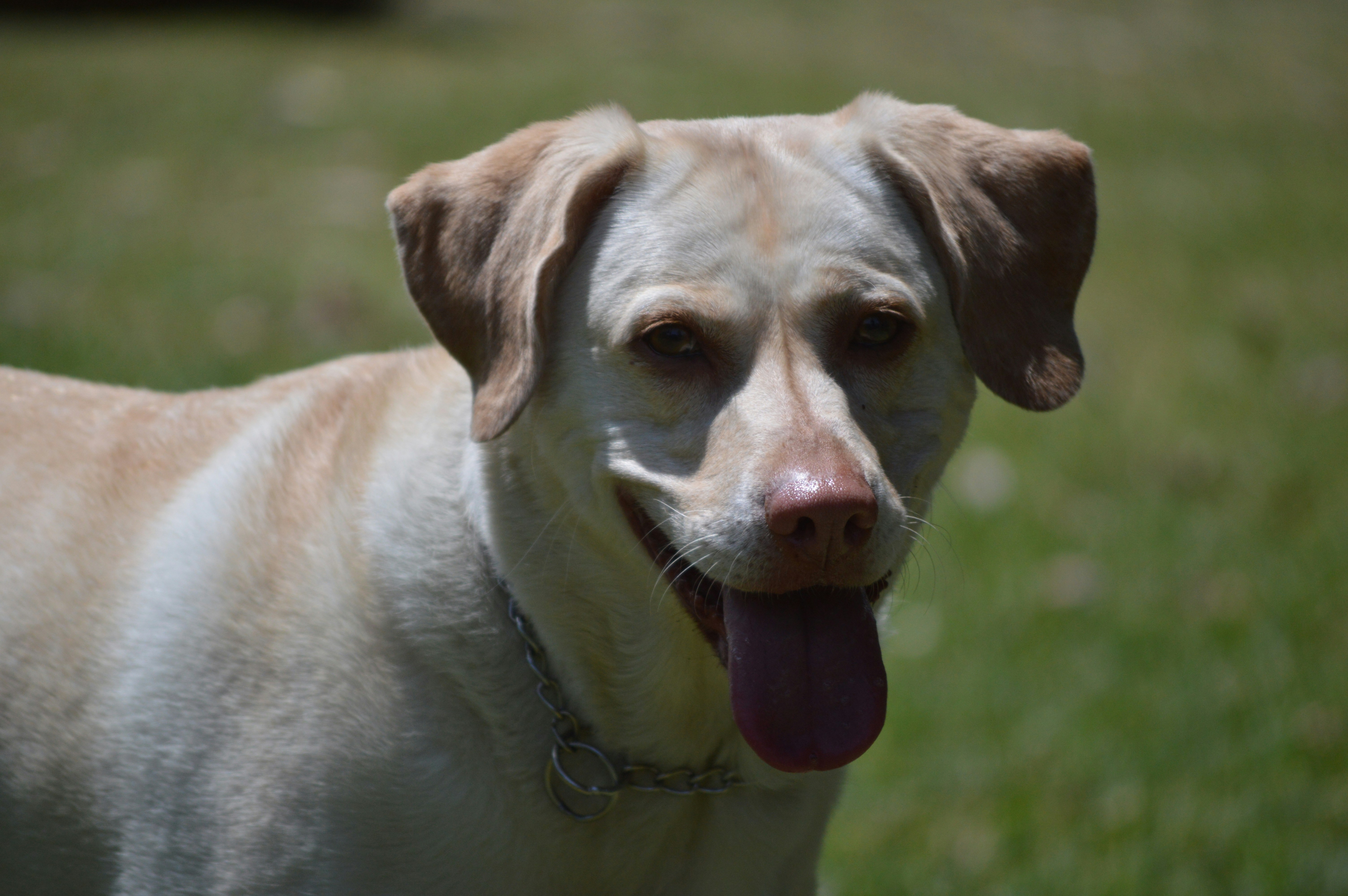 Dog with collar in natural outdoor lighting, bright airy environment